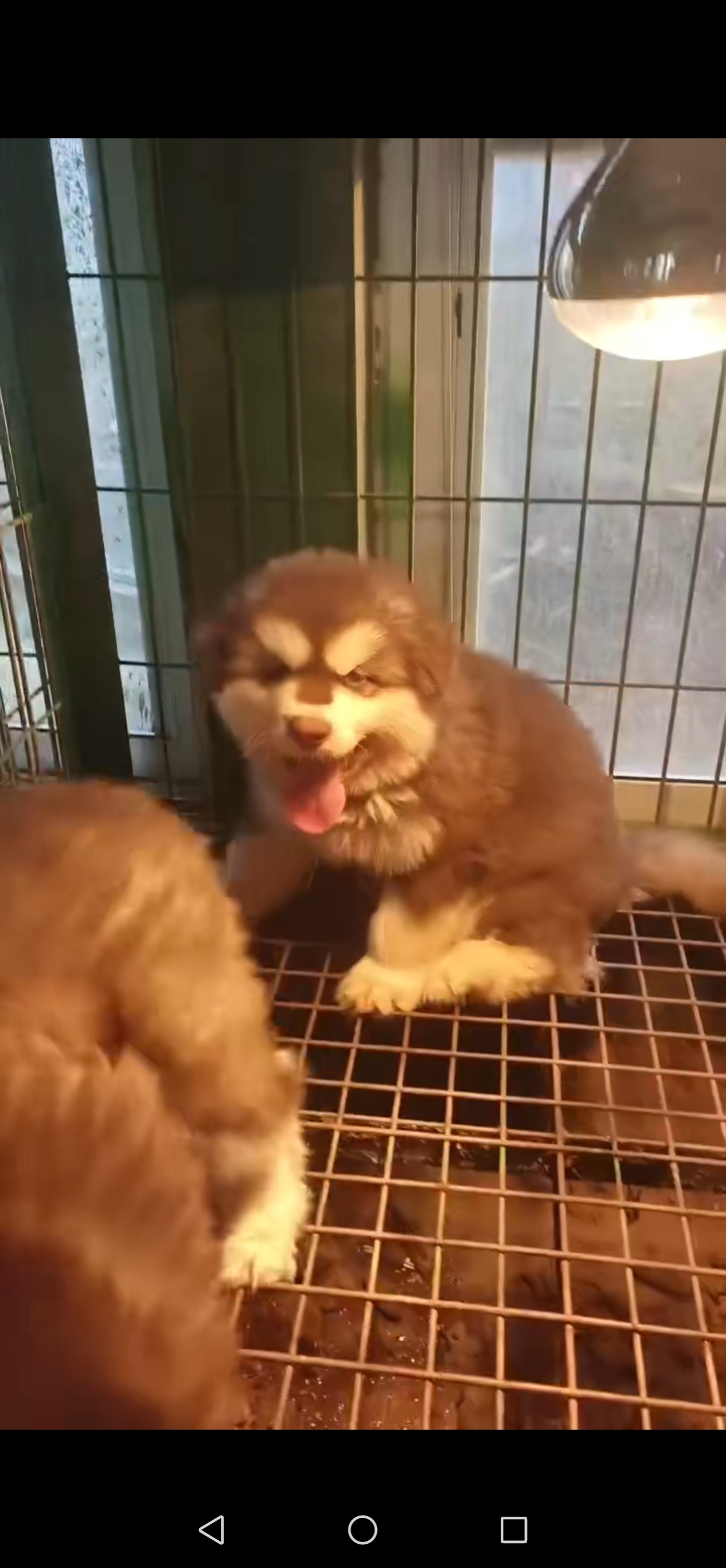 精品阿拉斯加，三个多月疫苗齐全